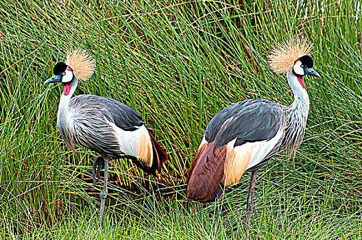 一对,灰色,冠,鹤,灰冠鹤,草丛,阿鲁沙,国家公园,坦桑尼亚