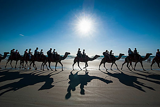 旅游,骑,骆驼,凯布尔海滩,西澳大利亚州