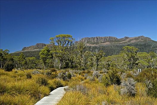 木板路,穿过,水仙,奥弗兰,摇篮山,国家公园,塔斯马尼亚,澳大利亚