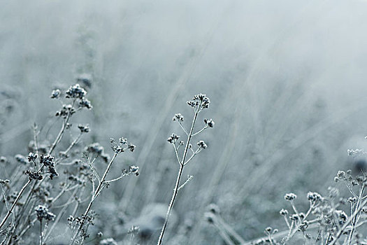 霜,植被