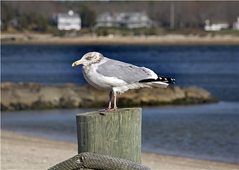 海鸥,特写,港口,马萨诸塞,冬季