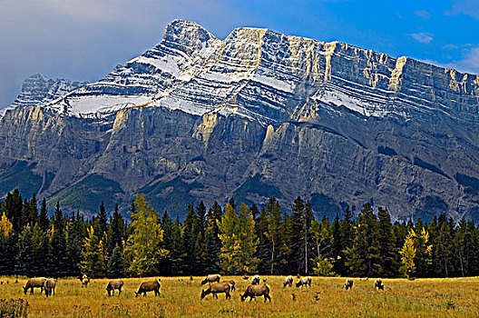 麋鹿,道路,山,背景,班芙国家公园,艾伯塔省,加拿大