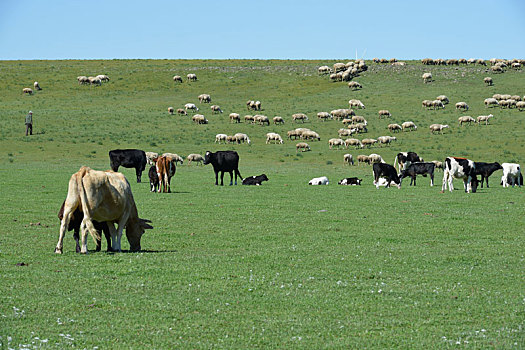 牧牛,内蒙古,草原,风光,风景