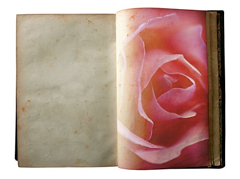 玫瑰,页面,翻开,老,书本