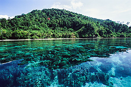 热带雨林,珊瑚,印度尼西亚