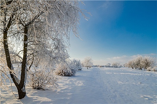 树,遮盖,白霜,蓝天