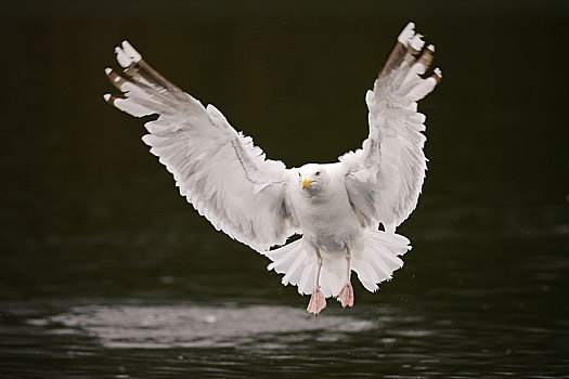 银鸥,飞,高处,水,北特伦德拉格,挪威,欧洲
