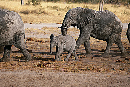 非洲象,萨维堤地区,靠近,乔贝国家公园,博茨瓦纳