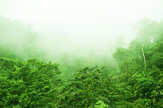 雨林,雾状,早晨