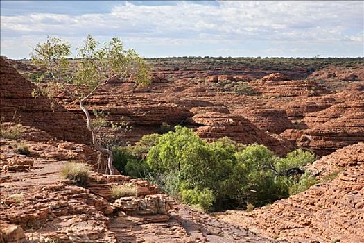 澳大利亚,北领地州,红岩,国王峡谷,圆顶,反射,差别,风化,石头