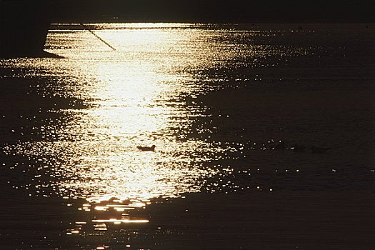 海鸥,光泽,海洋