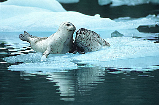 阿拉斯加,斑海豹,幼仔