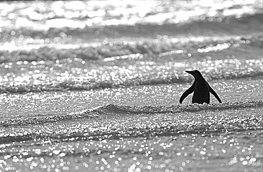 巴布亚企鹅,企鹅,成年,逆光,涉水,室外,海洋,福克兰群岛,南大西洋
