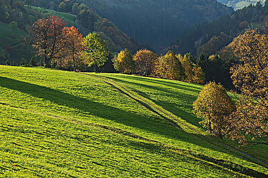 秋色,靠近,黑森林,德国