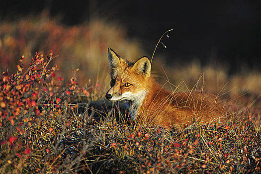 成年,红狐,德纳里峰国家公园,秋天,室内,阿拉斯加