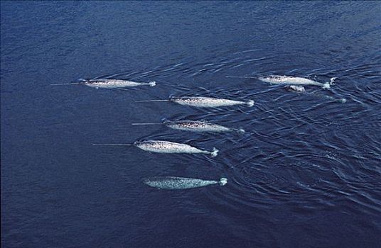 独角鲸,一角鲸,俯视,兰开斯特海峡,加拿大