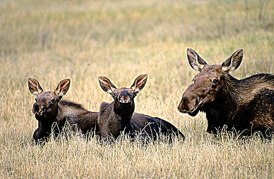 母牛,驼鹿,相似,老,幼兽,落基山,山麓,艾伯塔省,加拿大