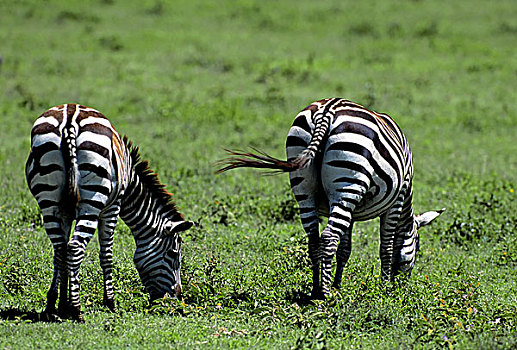 坦桑尼亚,恩戈罗恩戈罗火山口,放牧,斑马