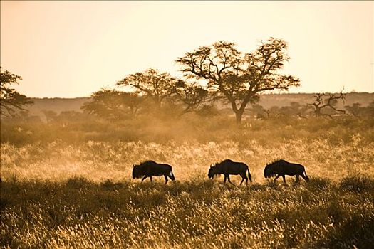 牧群,角马,日落,南非,非洲
