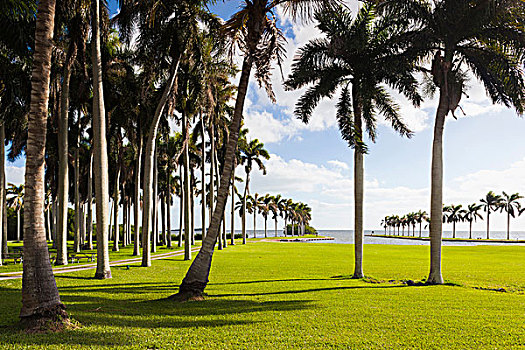 美国,佛罗里达,不动产,棕榈树