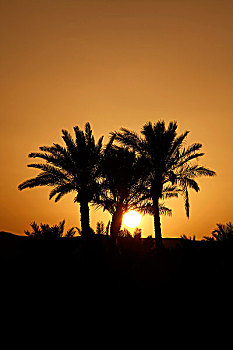 棕榈树,日落,埃及,红海,非洲
