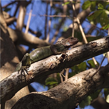 蜥蜴,哥斯达黎加