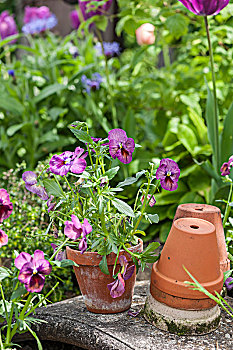 堇菜属,陶盆,花园