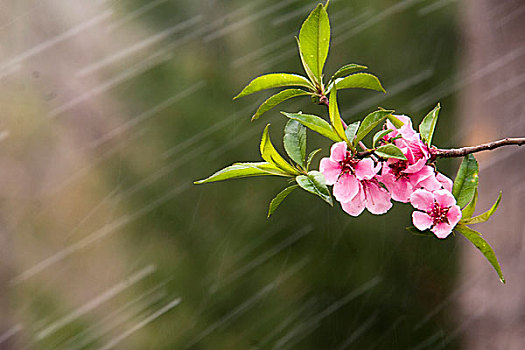 桃花雨