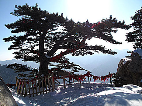 陕西-西岳华山西峰眺望华山松