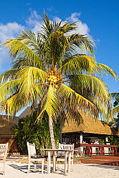 椰树餐厅图片