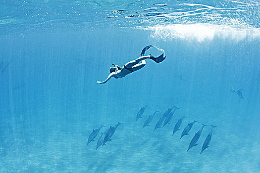 夏威夷,湾,女人,潜水,靠近,长吻原海豚,水下