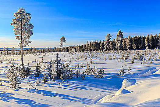 植被,遮盖,雪,冬天,拉普兰,瑞典,欧洲