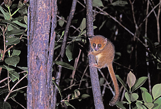 马达加斯加,国家公园,雨林,枝头