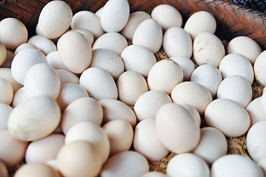 白色,雞肉,卵