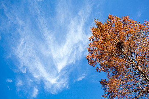 秋天的水杉树