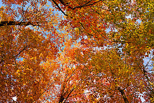 枫树,鲜明,秋天,色彩,叶子,萨顿,东方镇,魁北克省,加拿大,北美