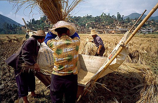 云南省红河州泸西县农民在打谷子