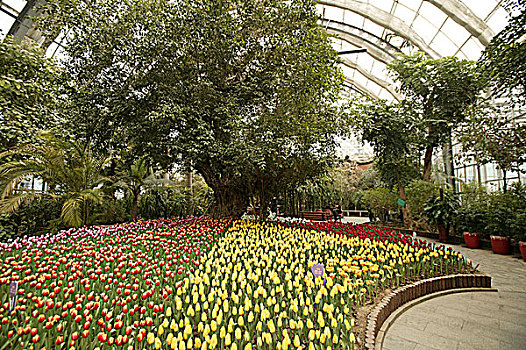 天津植物园内的郁金香