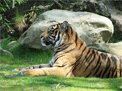 虎,印度