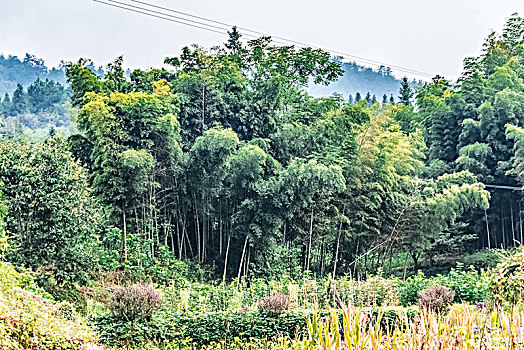 竹林自然景观