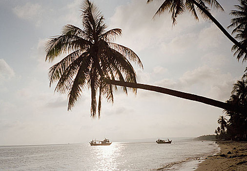 棕榈树,海滩,船,海中