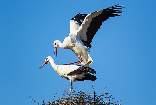 白鹳,交配,一对,鸟窝,多尼亚纳国家公园,韦尔瓦省,安达卢西亚,西班牙,欧洲