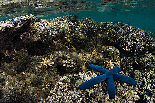 蓝色海洋,星,珊瑚,礁石,斐济