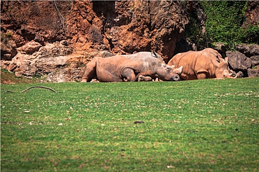犀牛,纳库鲁湖国家公园,肯尼亚,白犀属