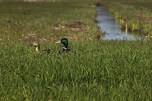 鸭子,草丛,上艾瑟尔省,荷兰