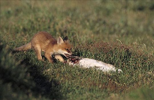 红狐,狐属,小动物,捕食,欧洲