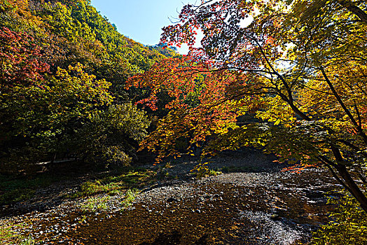 辽宁本溪老边沟风景区枫树林