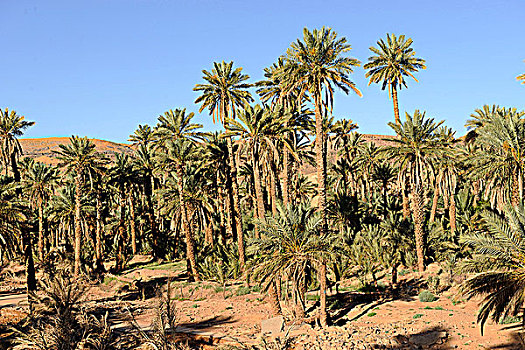 阿尔及利亚,撒哈拉沙漠,棕榈树,小树林