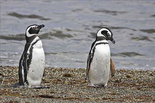 企鹅,小蓝企鹅,巴塔哥尼亚,智利,南美
