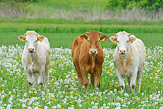 母牛,米尔顿堡,巴伐利亚,德国,欧洲